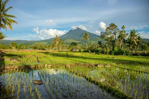 View of rice fields with the background of Mount Seulawah. Stock Photos