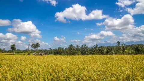 View on rice fields in Bali during a hot spring and cloudy day near Ubud duri Stock Photos