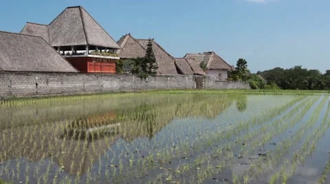 View of Rice Fields in Bali Stock Footage 67528255