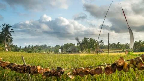View of rice fields in Bali	 Stock Photos