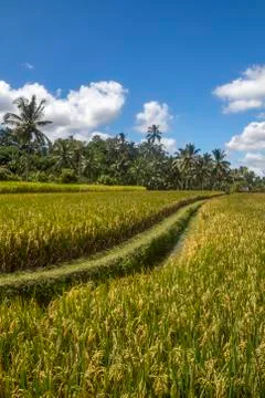 View of rice fields in Bali	 Stock Photos