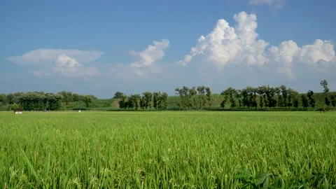 View Rice Fields, Beautiful Mountains, Blue sky clouds. Beauty in nature 動画素材 151817133