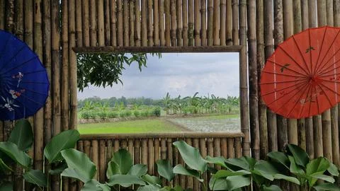 A view of rice fields behind a bamboo wall, like a wall painting Stock Photos