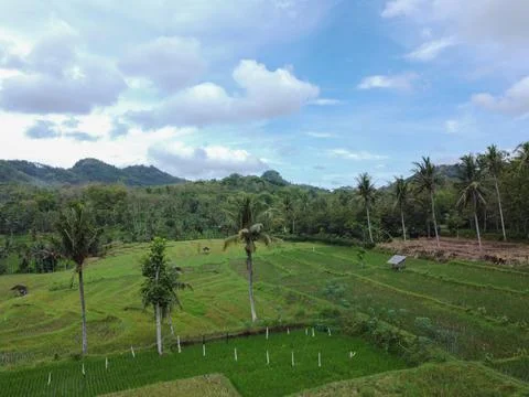 The view of the rice fields from the blue and cloudy sky Stock Photos