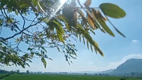 A view of rice fields with a bright blue sky. Stock Footage 328094842