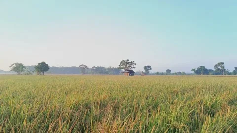 View of rice fields in a bright morning. 4k footage Stock Footage 278968638