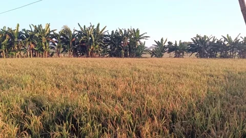 View of rice fields in a bright morning. 4k footage Stock Footage 278968691