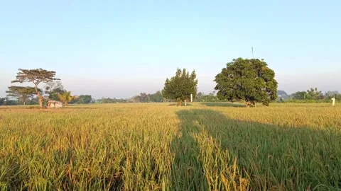View of rice fields in a bright morning. 4k footage Stock Footage 278968726