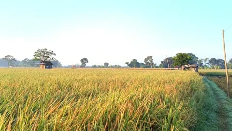 View of rice fields in a bright morning. 4k footage Stock Footage 278968736