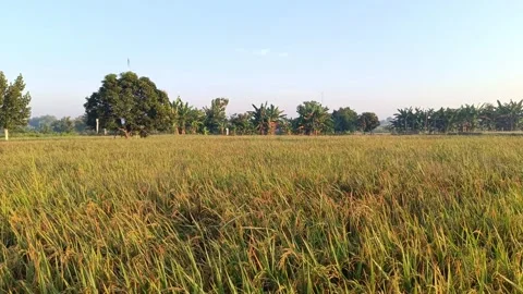 View of rice fields in a bright morning. 4k footage Stock Footage 278968743