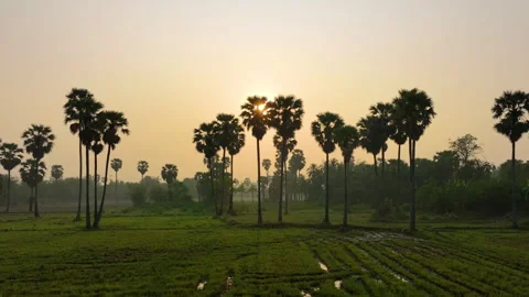 View of rice fields in the countryside and many palm trees in the morning. Stock Footage 295359095
