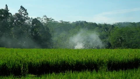View of rice fields in the countryside and household smoke Stock Footage 319921406