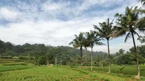 View of rice fields in the countryside with coconut trees Stock Footage 320915076