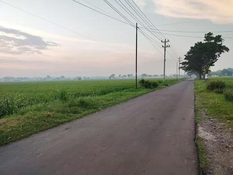 View of the rice fields in the countryside Stock Photos