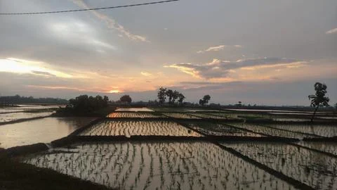 View of rice fields in the countryside Stock Photos