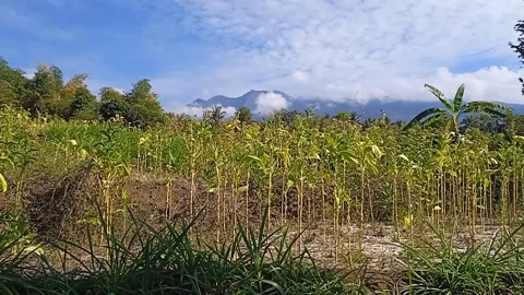 View of rice fields decorated with mountain beauty Stock Footage 208537343