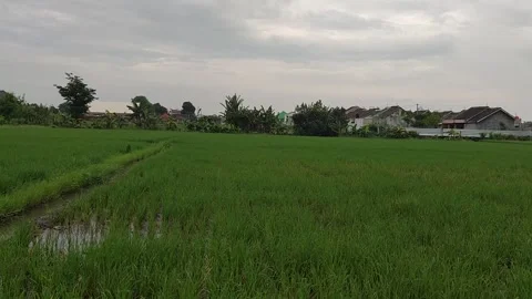 View of Rice Fields in the Distance 스톡 동영상 232646283