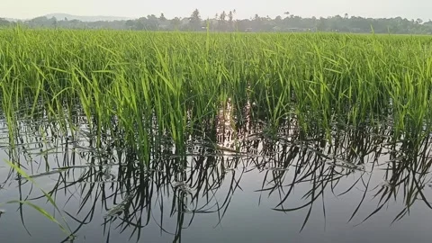 A view of the rice fields environment with a beautiful sky at the evening Stock Footage 320336039