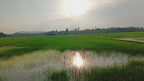 A view of the rice fields environment with a beautiful sky at the evening Stock Footage 320336096