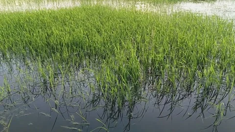 A view of the rice fields environment with a beautiful sky at the evening Stock Footage 320336147