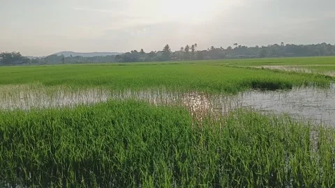 A view of the rice fields environment with a beautiful sky at the evening Stock Footage 320336167