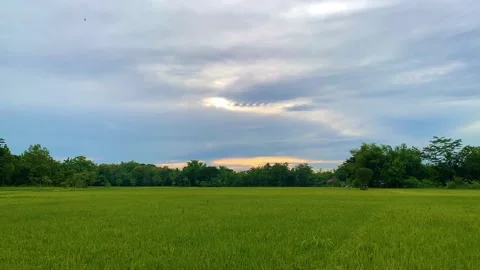 View of the rice fields in the evening Stockbeeldmateriaal 232235132
