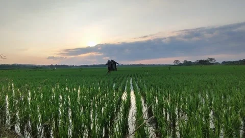 The view of the rice fields in the evening Video stock 249726092