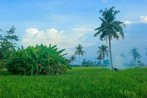 The view of the rice fields in the evening Stockfoto's