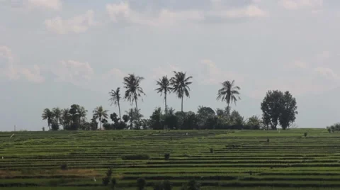 View of Rice Fields Stock Footage 67531698