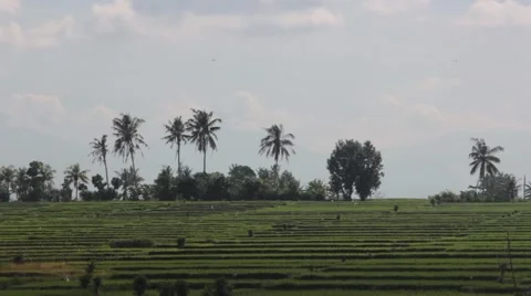 View of Rice Fields Stock Footage 67531967