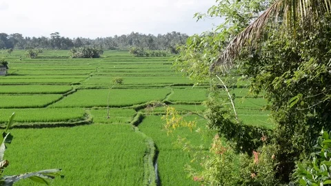 View of rice fields Stock Footage 95930387