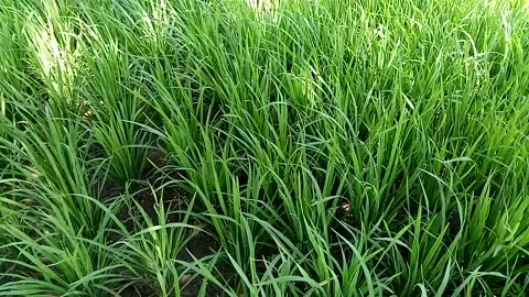 View of rice fields Stock Footage 214173102