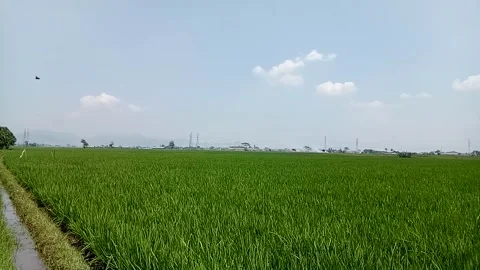 View of rice fields Stock Footage 214173562