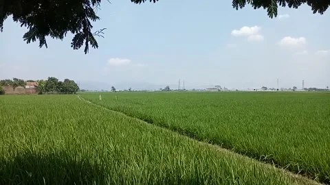 View of rice fields Stock Footage 214174080