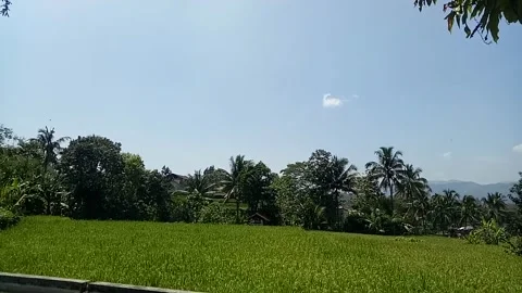 View of rice fields Stock Footage 214186908