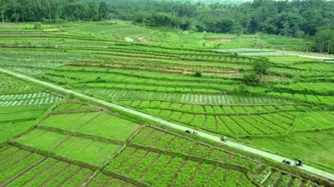 View of Rice fields Stock Footage 230394135