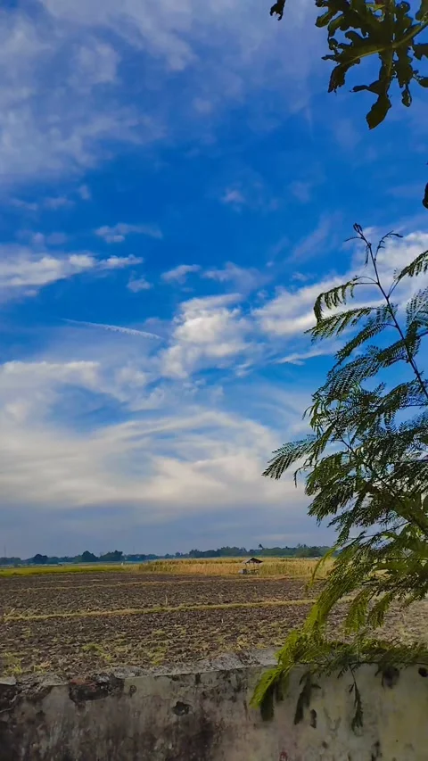 View of rice fields Video stock 243952327