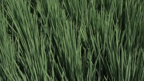 View from rice fields Stock Footage 254068202