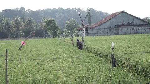 View from rice fields Stock Footage 254068330