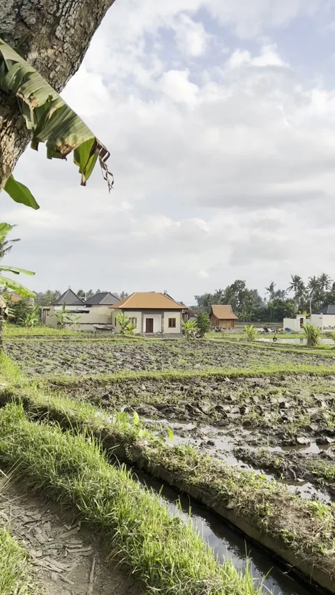 View of rice fields Stock Footage 254194552