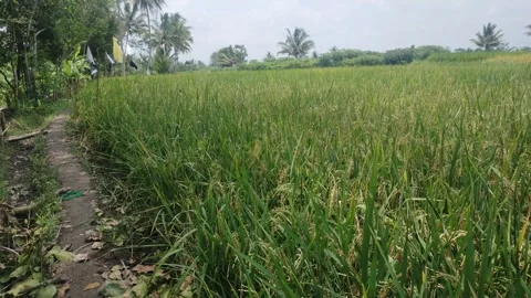 View of rice fields Video stock 291408346