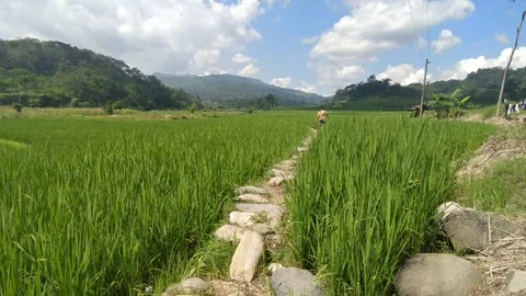 View of rice fields Stock Footage 311529658