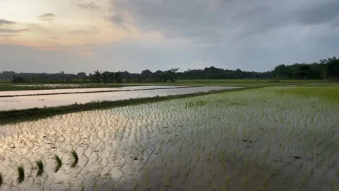 View of rice fields Vídeos de archivo 328000529