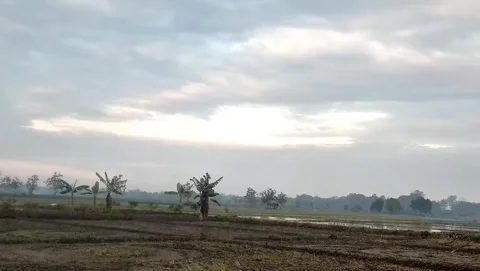 View of rice fields Stock Footage 335873526