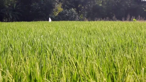 View of rice fields full of rice growing abundantly in a remote village Stock Footage 281204562