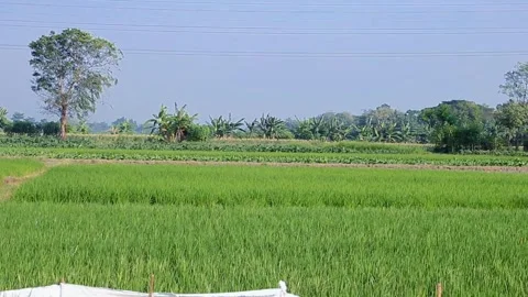 View of rice fields full of rice growing abundantly in a remote village Stock Footage 281204576