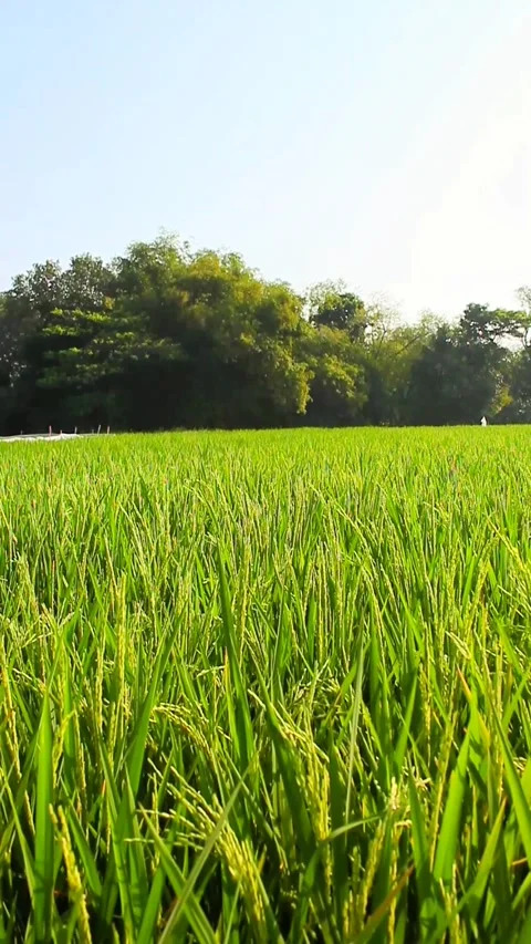 View of rice fields full of rice growing abundantly in a remote village Stock Footage 281204597