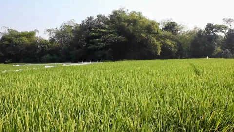 View of rice fields full of rice growing abundantly in a remote village Stock Footage 281204683