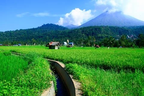 View of rice fields with green rice plants and blue sky, behind is a mountain Stock Photos