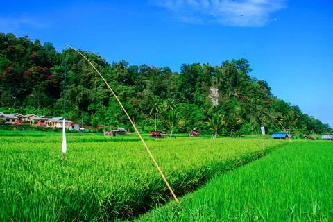 View of rice fields with green rice plants and blue sky, behind is a mountain Foto stock